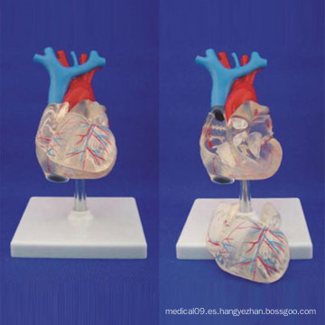 Humanos Humanos Corazón Transparente Anatomía Médica Modelo de Demostración (R120108)